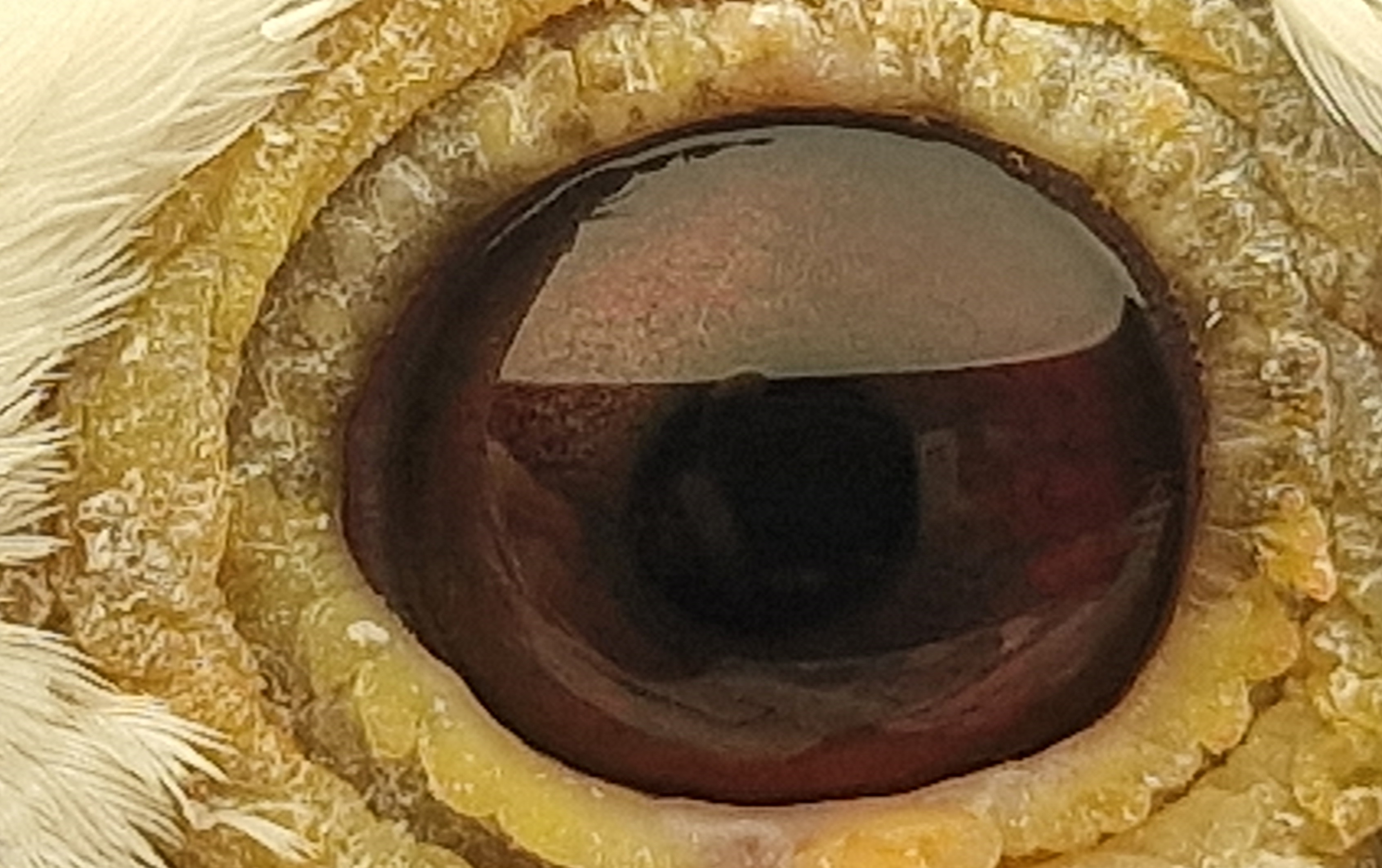 Pigeon eye